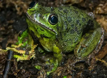 A bright green Barking Treefrog sitting on a ground covered with brown moss, looking up at the viewer with round, black eyes and a wide mouth..