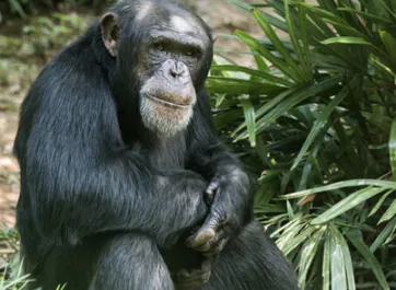 A fuzzy, black Chimpanzee with a grey and brown face, sitting in a relaxed pose by a tropical plant. Its arms are crossed and resting on its knees. 
