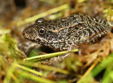 Head Started Gopher Frog