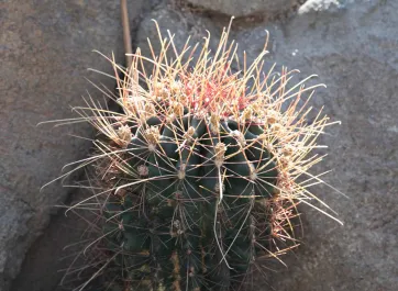 A short, rounded Barrel Cactus with a dark green trunk that is covered in long spikes, that is growing out from under a rock.