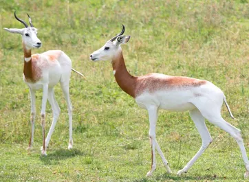 Two small Addra Gazelle walking towards one another on a grassy field.