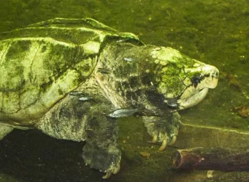 A mottled green and tan Alligator Snapping Turtle covered in thick green moss, swimming over a log on the murky floor of a pond.