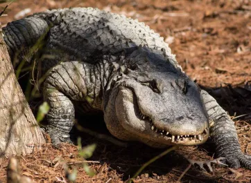 A large, light brown, scaly American alligator lumbering across the mulch, its sharp toothy grin visible as it walks towards the viewer.