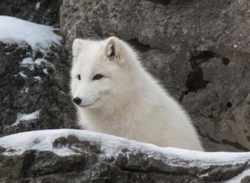 A small, fluffy, white Arctic Fox sitting amongst some snowy rocks.