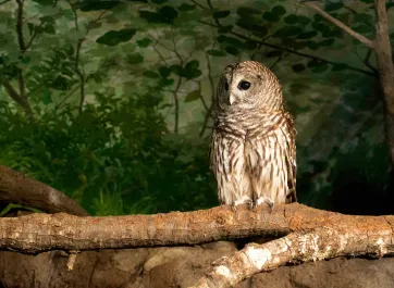 A Barred Owl named Terra, captured in a close-up, its round, dark eyes and yellow beak prominent against its mottled brown and white plumage. The owl's head is turned slightly to the left, revealing the intricate barring pattern on its neck and chest. The blurred background suggests a natural habitat.