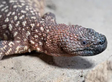 A Mexican Beaded Lizard resting in the sand. Its body is slender, and dark brown with yellow spots all over.