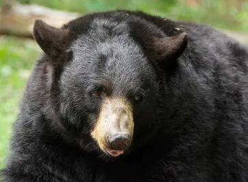 A Black Bear with her tongue sticking out, looking to the left in what appears to be a forest, given the trees in the background.