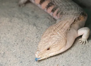 A scaly, tan and brown Blue tongued skink laying in the sand, its signature blue tongue partially sticking out.