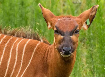 A brown Bongo with very distinctive white stripes going down its body and wide, thick horns rising from its head standing in a field of tall, green grass.