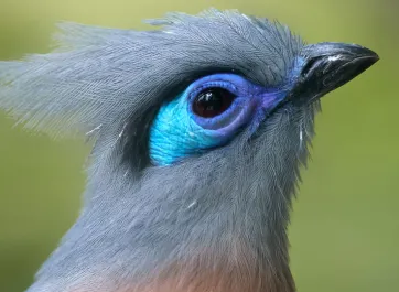 A zoomed in side profile of a Crested Coua, a small grey bird with distinctive blue and purple around its eyes, red belly, and soft grey plumage on its head.