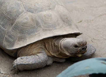 Desert tortoise wandering through its sandy habitat towards the spiny leaves of an agave plant..