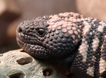 A Gila Monster, a lizard with a short nose and rounded head that is textured and brown with a tan pattern, resting its head on a dried branch of cholla.