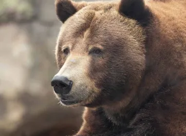 A profile view of Grizzly Bear, zoomed in on its face, as it relaxes on a rock.