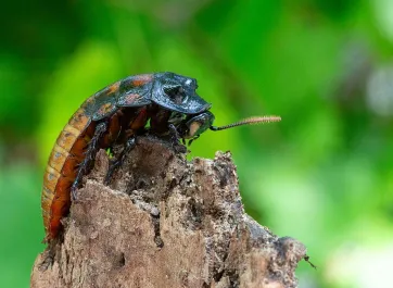 A brown hissing cockroach with black legs and head, crawling to the top of a stump.