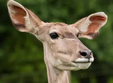 A Greater Kudu standing in a vast field looking towards the viewer, showcasing its tan fur, distinctive white stripes, and impressive horns that spiral up.