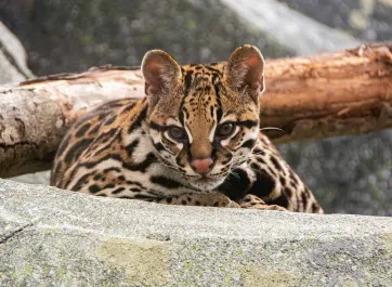 An Ocelot laying curled on a rock, displaying its distinct tan fur and black spots and striped pattern. There are rocks and a log in the background.