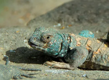 An Ornate Uromastyx laying on a rock, its pretty blue color on its head and leg scales stand out against the grey background.