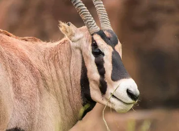 A Fringe-eared oryx stands in a grassy field, viewed from its hindquarters and side. The antelope is light tan with a distinctive black mask on its face and forehead, and it has long, curved, dark horns extending straight up from its head. Its tail is long and black. In the background, there is a large, reddish-brown rock formation and a dense line of green trees.