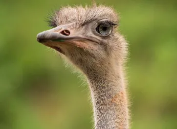 An Ostrich with a long neck and dusty brown feathers standing in front of some trees.