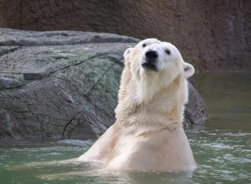 A Polar Bear swimming past the next to a rock wall in the bright, blue water of its pool.