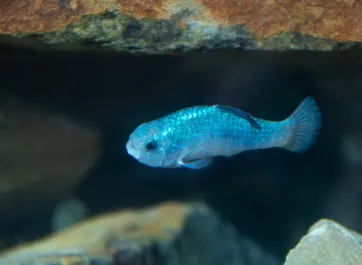 A tiny, bright blue Desert Pupfish swimming in clear water, surrounded by rocks.