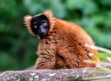 A red-ruffed lemur, Varecia rubra, with its characteristic reddish-orange fur, black face, and bushy tail standing on a large rock.