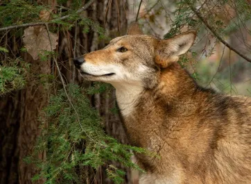 A lean red wolf with brown and rust colored fur standing under a fir tree, its long snout sightly lifted, appearing to sniff the air.