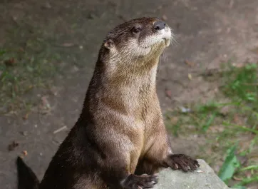 A North American River Otter perched on a rock to peer over it, its round, black nose lifted in the air, sniffing..