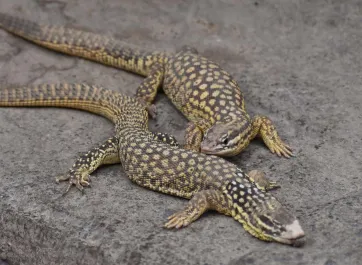 Two black and white patterned spiny-tailed monitors covered in dust, lounging together on a rock.