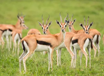 A her of brown and black Thomson's gazelle with their distinct short, curved horns standing in an open grassy field.